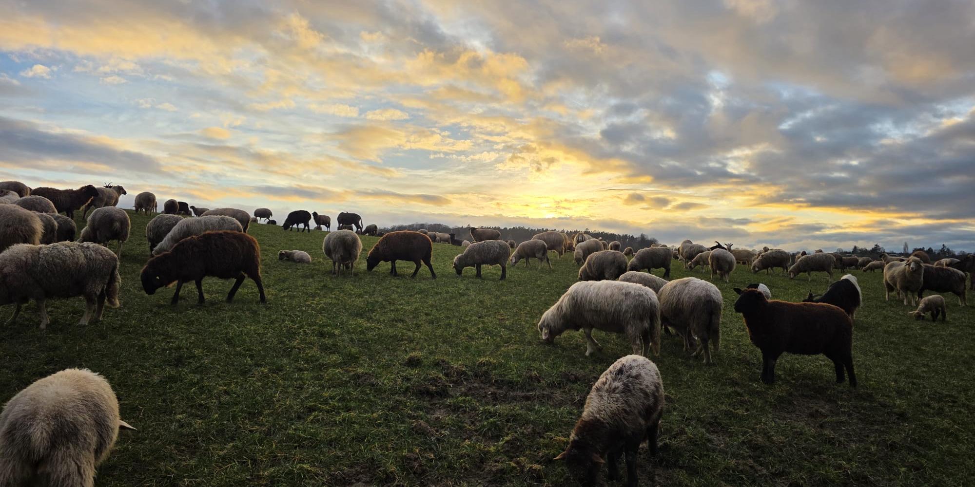 Herde in der Abendsonne (c) Schäferei Rheinblick Herde in der Abendsonne