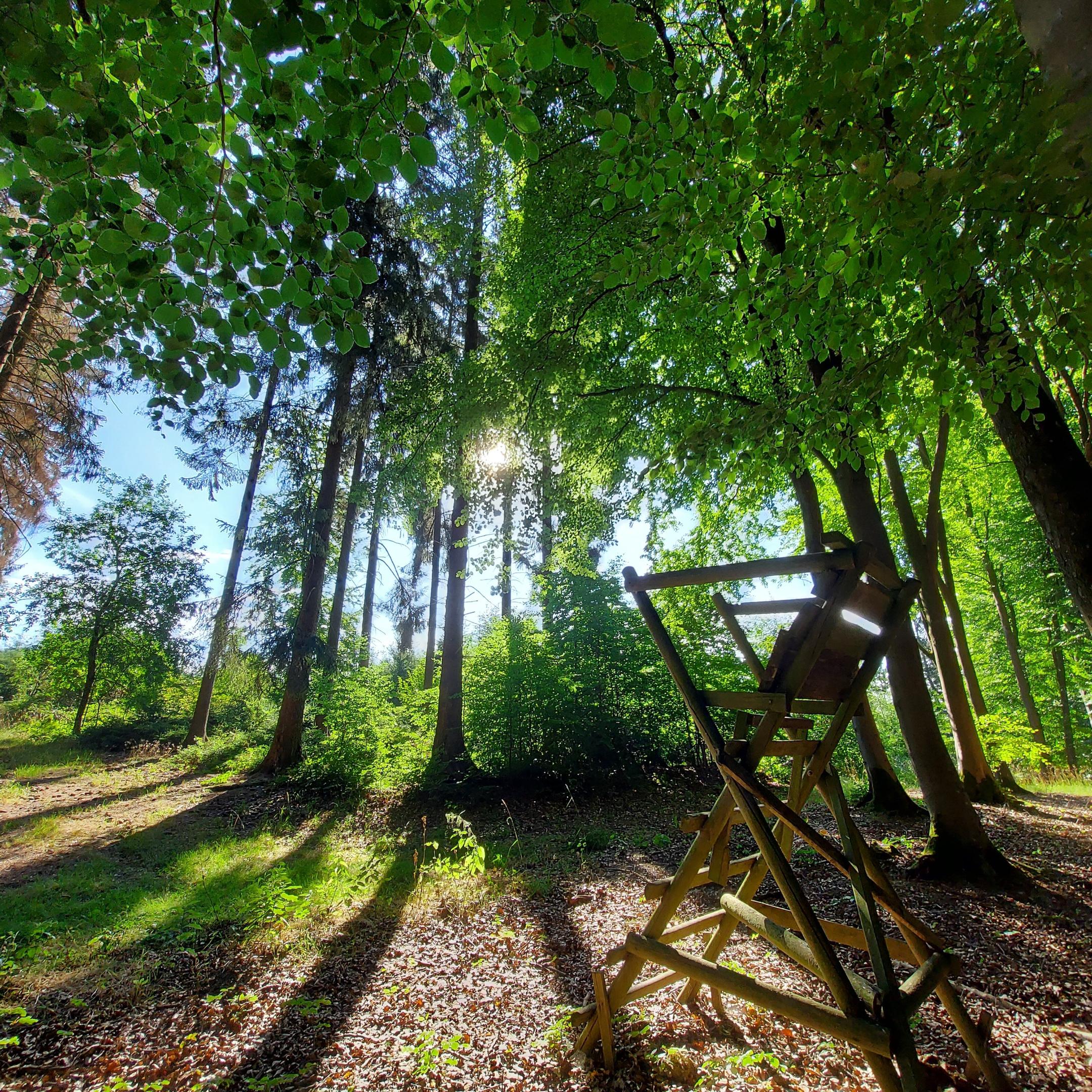 Jagdstuhl im Wald (c) Pfarrbriefservice Jagdstuhl im Wald
