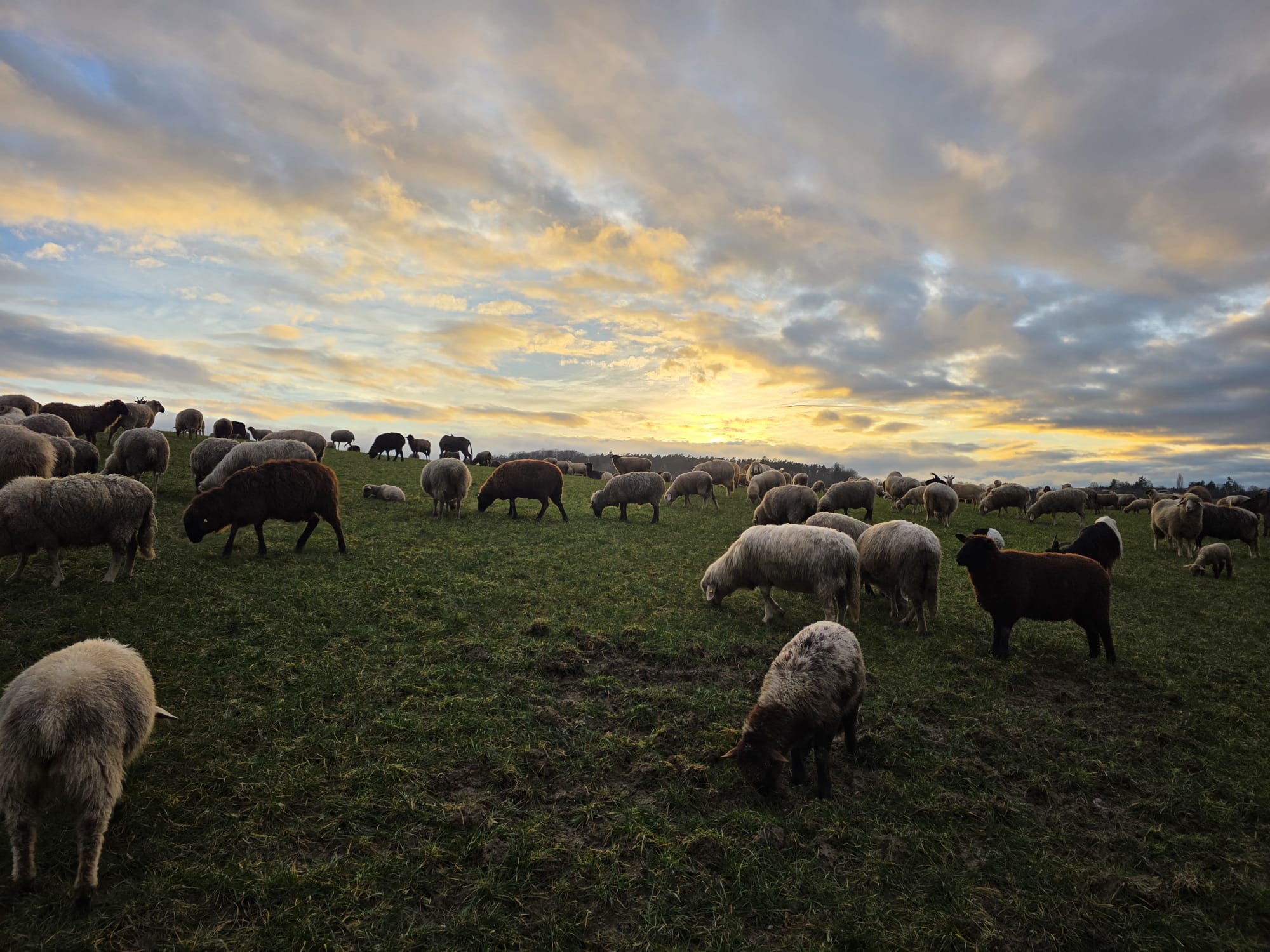 Herde in der Abendsonne